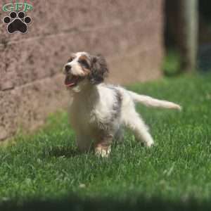 Marshmallow, Cavapoo Puppy